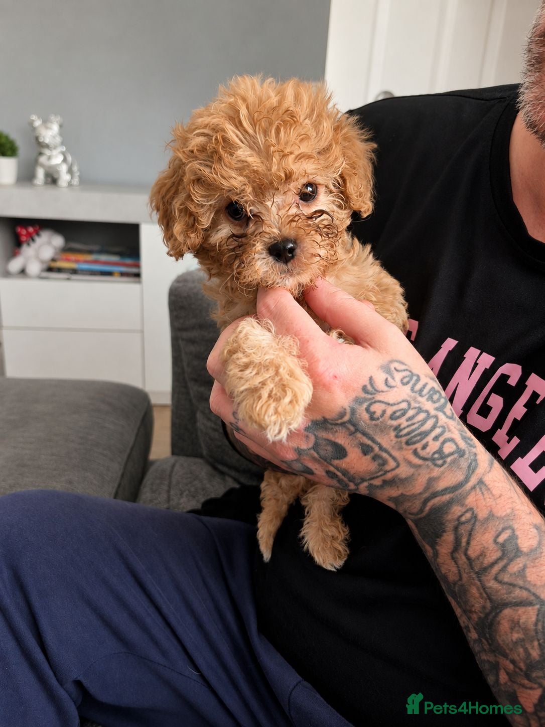 Mixed Breed dogs 2 gorgeous puppies for sale (READY TO LEAVE NOW) - Advert 9