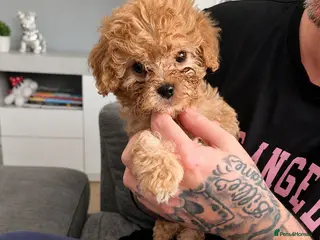 Mixed Breed dogs 2 gorgeous puppies for sale (READY TO LEAVE NOW) - Advert 9