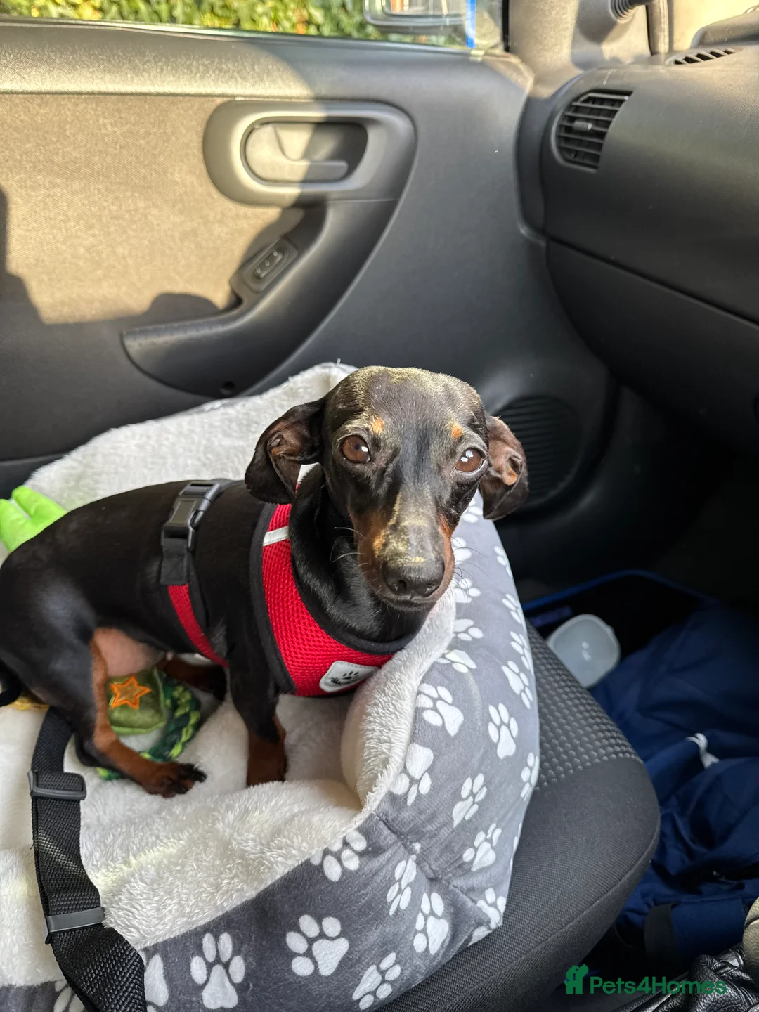 Dachshund dogs for sale: Miniature Daushund Dino 4 Years old - Advert 2