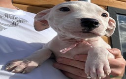 American Bulldog dogs for adoption: 5 GORGEOUS AM BULL X PUPS 12WKS OLD - Image 3