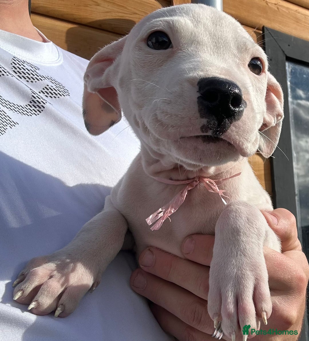 American Bulldog dogs for adoption: 5 GORGEOUS AM BULL X PUPS 12WKS OLD - Image 3