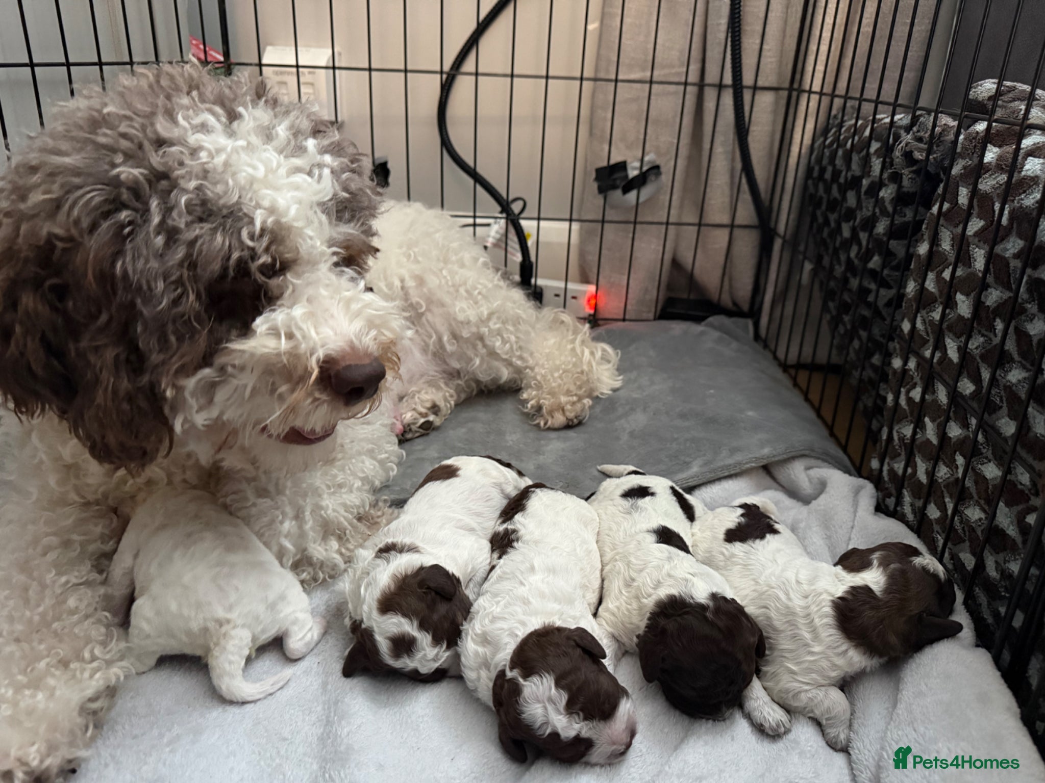 Lagotto Romagnolo dogs Italian water dog /lagotto romagnolo  - Advert 1