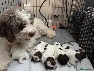 Lagotto Romagnolo dogs Italian water dog /lagotto romagnolo - Advert 1