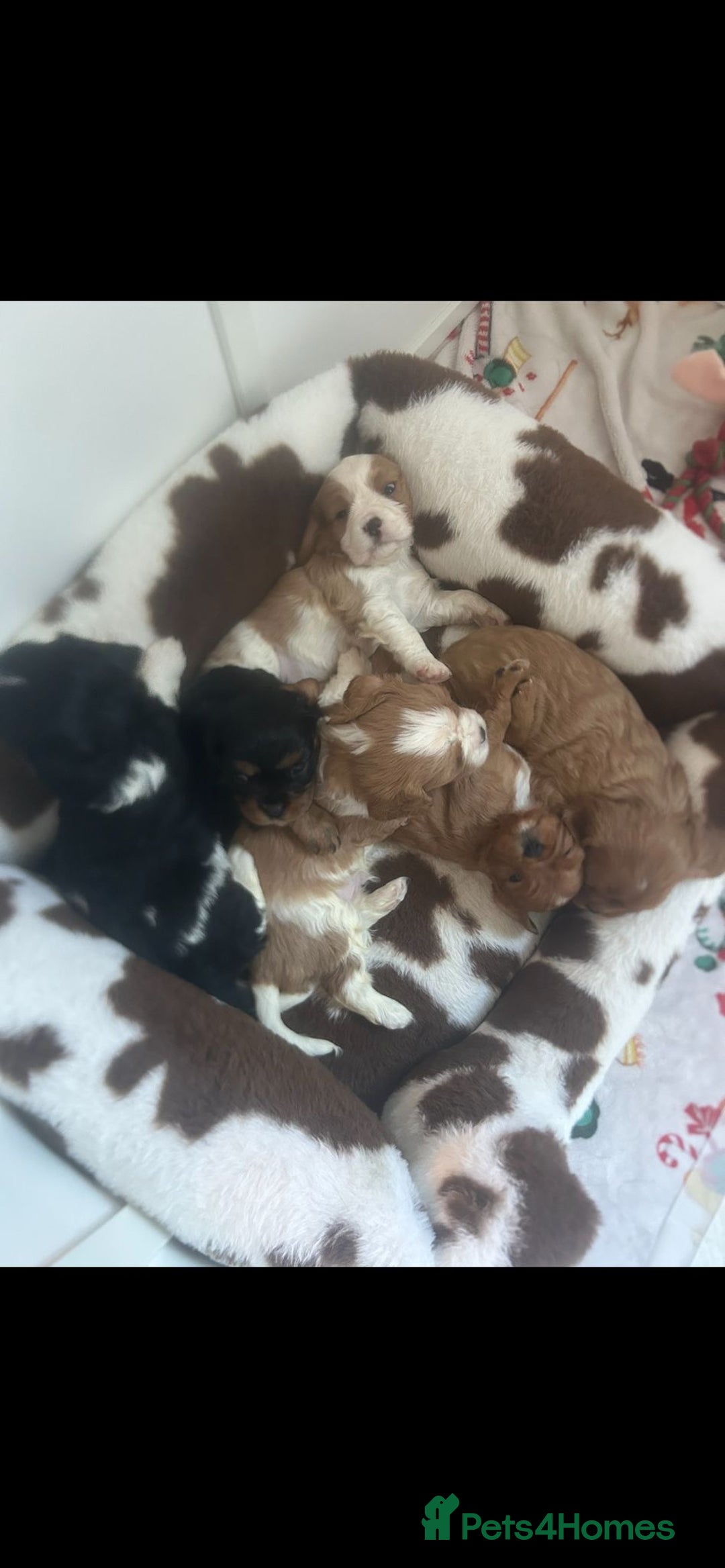 Cavalier King Charles Spaniel dogs for sale: 💫CKC STUNNING PUPPIES HEALTH TESTED 💫 - Advert 19