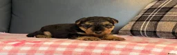 Welsh Terrier dogs for sale: STUNNING WELSH TERRIER PUPPIES AVAILABLE  - Advert 11