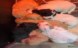 Miniature Poodle dogs for stud: Red, is a gentle, loving, confident lad. - Advert 4