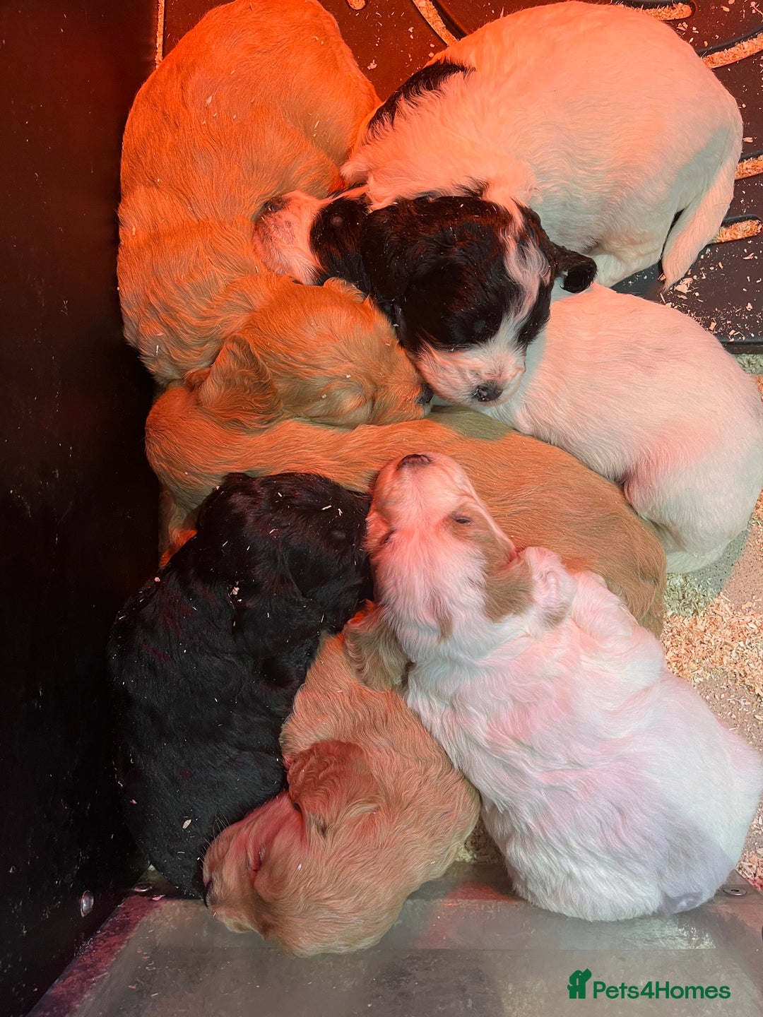 Miniature Poodle dogs for stud: Red, is a gentle, loving, confident lad. - Advert 4