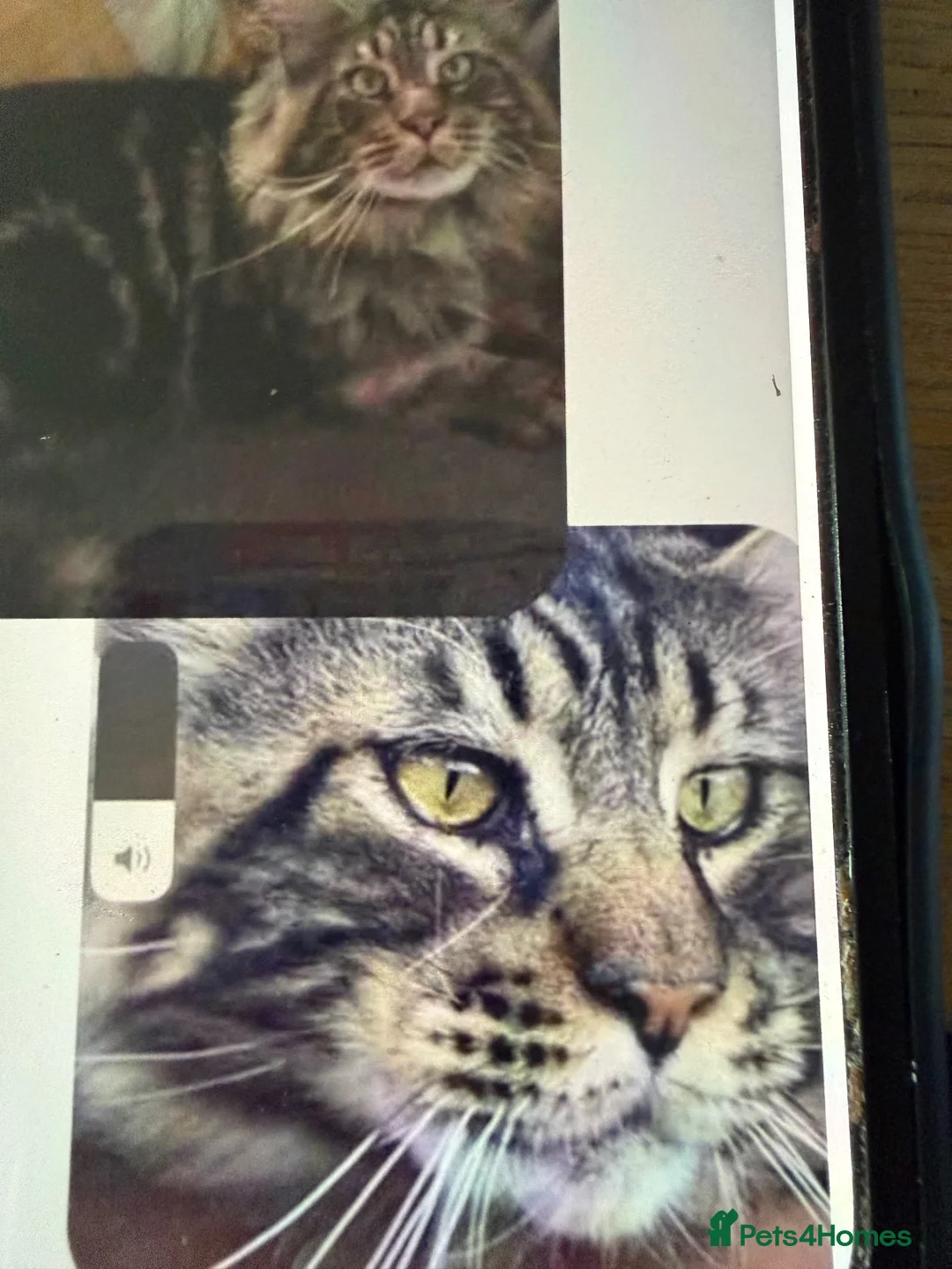 Maine Coon cats for sale: Stunning mission kittens  in Nuneaton - Advert 19