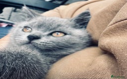 British Shorthair cats for sale: British shorthair  - Image 23