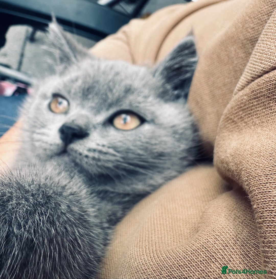 British Shorthair cats for sale: British shorthair  - Image 23