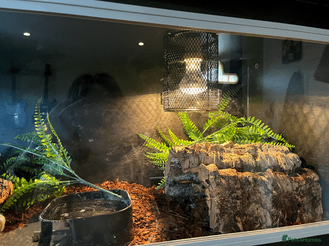 Python Snake reptiles for sale: royal python with full setup "read description" - Advert 3