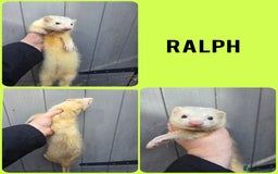 Ferret rodents for sale: 4 stunning ferrets looking for new homes - Image 3
