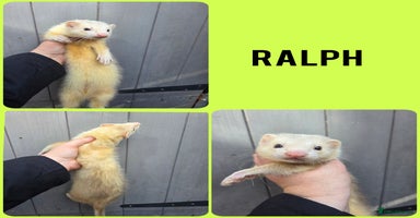 Ferret rodents - Advert 13
