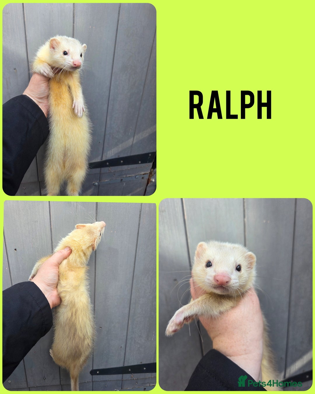 Ferret rodents for sale: 4 stunning ferrets looking for new homes - Image 3