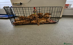 Labrador Retriever dogs for sale: Red Fox Labrador . Ready to Leave 😘 - Image 10