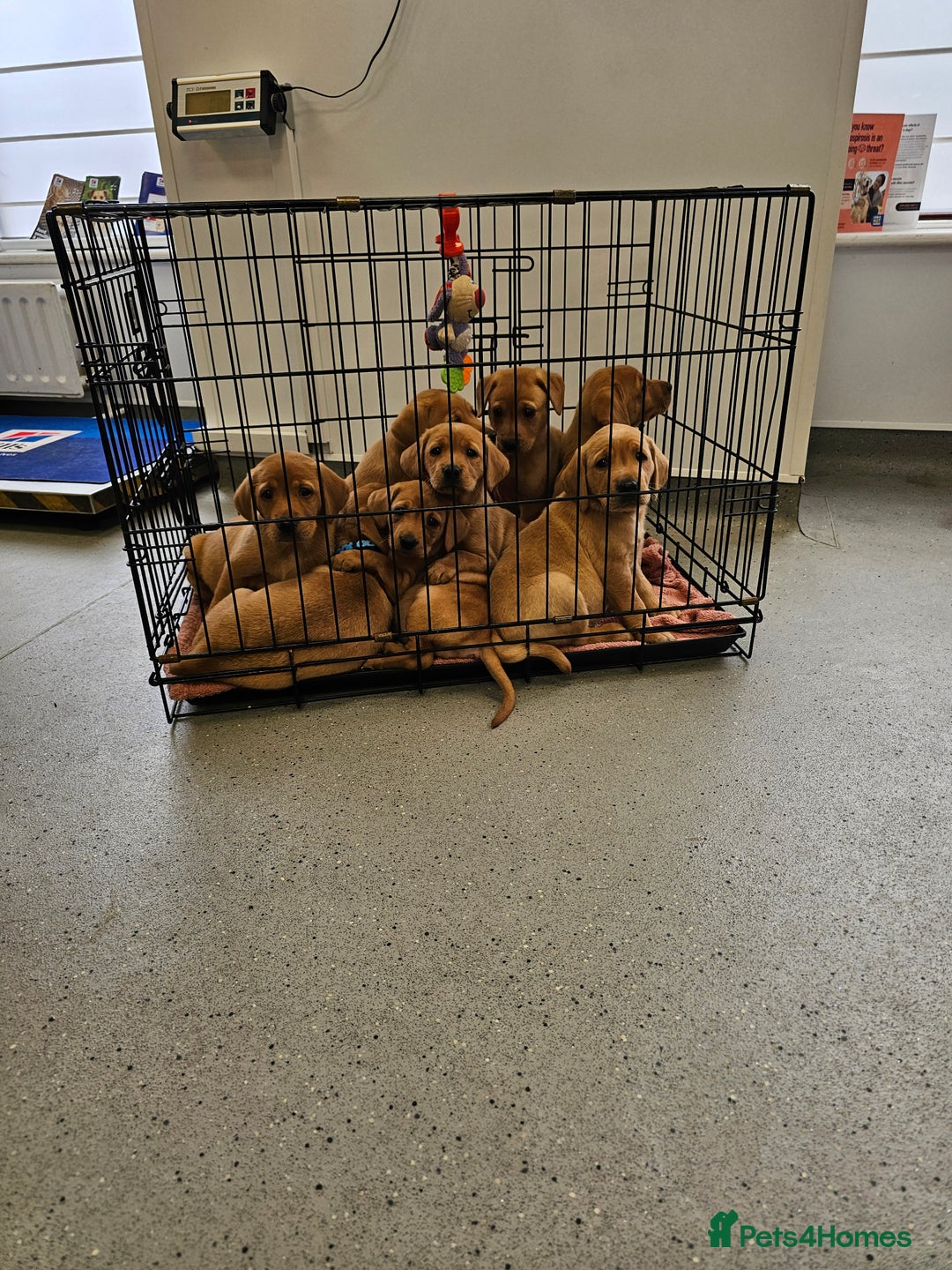 Labrador Retriever dogs for sale: Red Fox Labrador . Ready to Leave 😘 - Image 10
