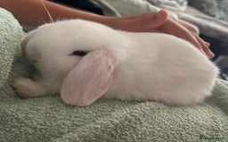 Mini Lop rabbits for sale: 2 doe Mini lop bunnies  - Image 5