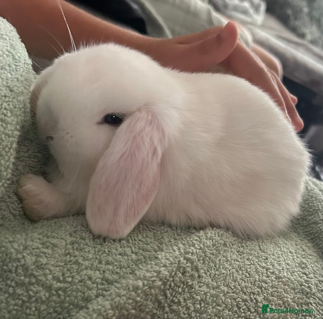 Mini Lop rabbits for sale: 2 doe Mini lop bunnies  - Image 5