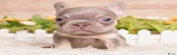 French Bulldog dogs for sale: Kc registered french bulldog puppies  - Advert 8