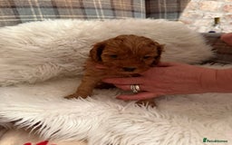 Cavapoo dogs for sale:  Cavapoo F1 Red Boys , Visits start this weekend  - Image 2