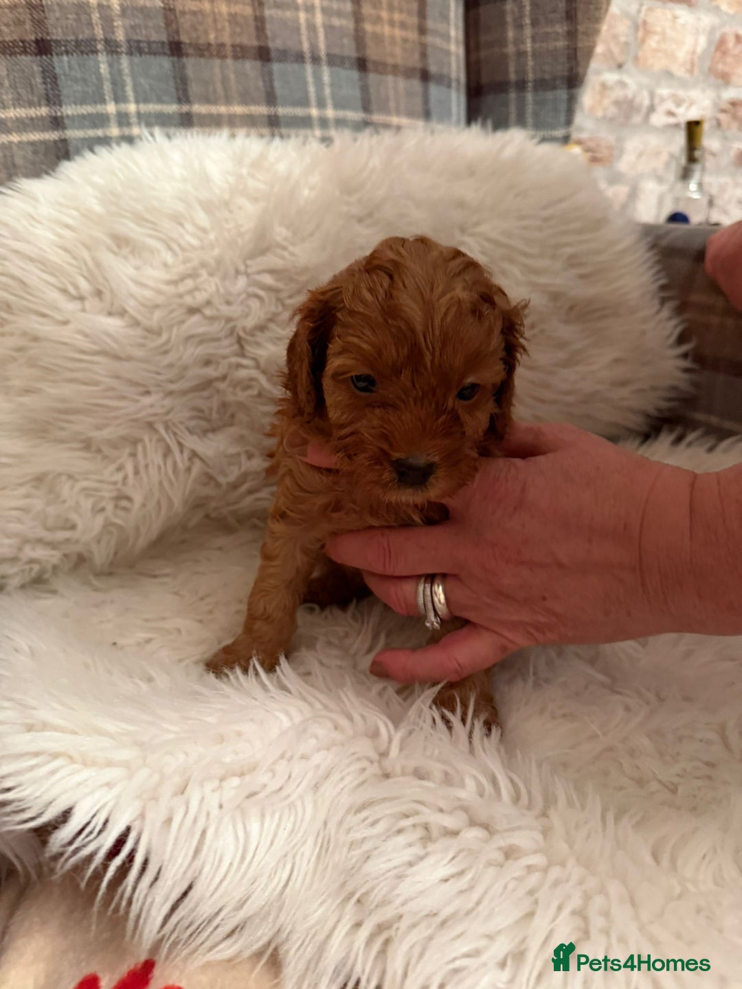 Cavapoo dogs for sale:  Cavapoo F1 Red Boys , Visits start this weekend  - Image 2