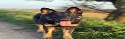 German Shepherd dogs for sale: Working Line German Shepherd For Sale in Ripley - Advert 6