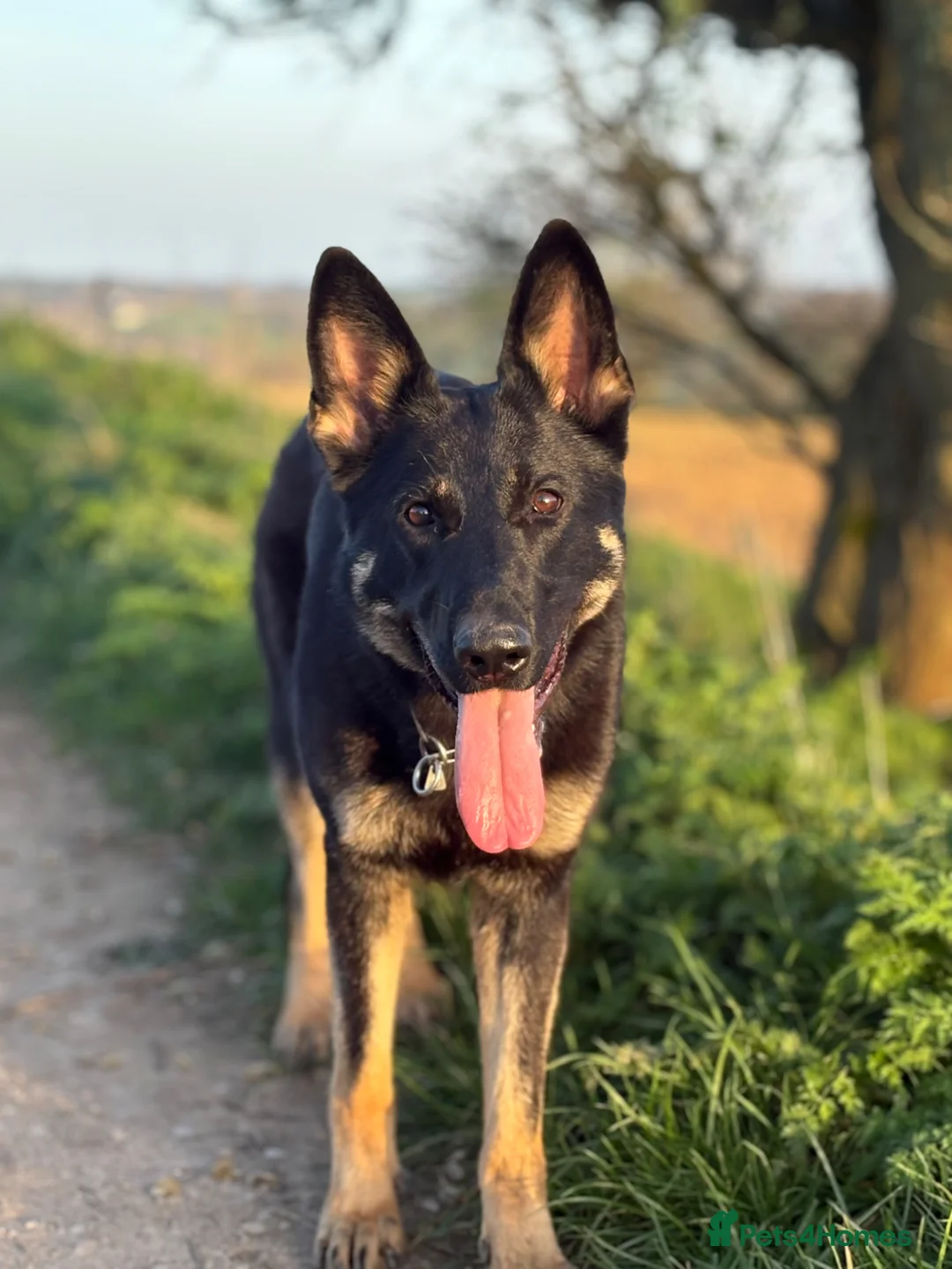 German Shepherd dogs for sale: Working Line German Shepherd For Sale in Ripley - Advert 6