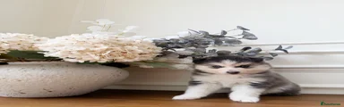 Pomsky 5
