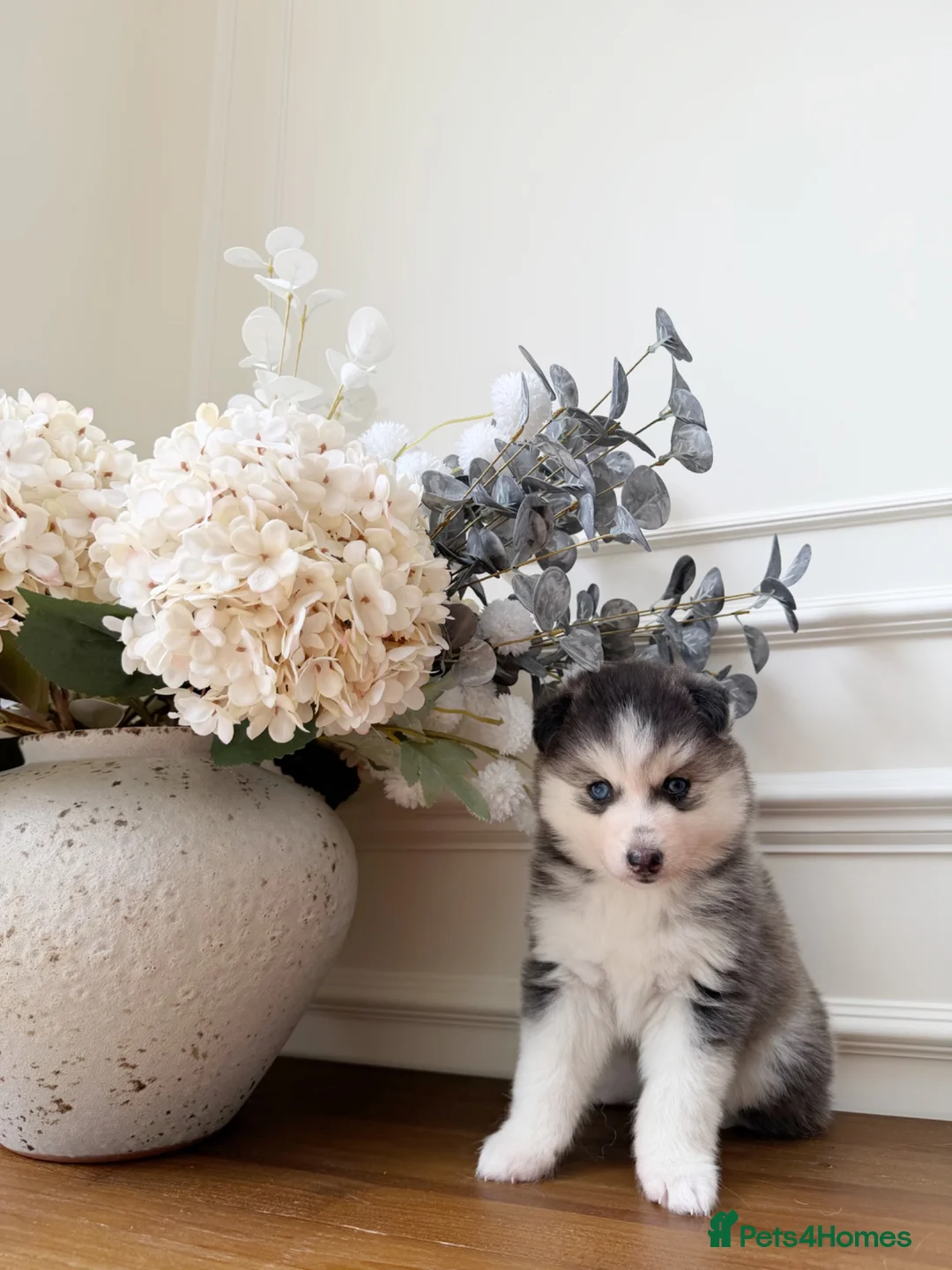 Pomsky dogs for sale: Stunning Blue Eyed Pomskies in London - ready  - Advert 1