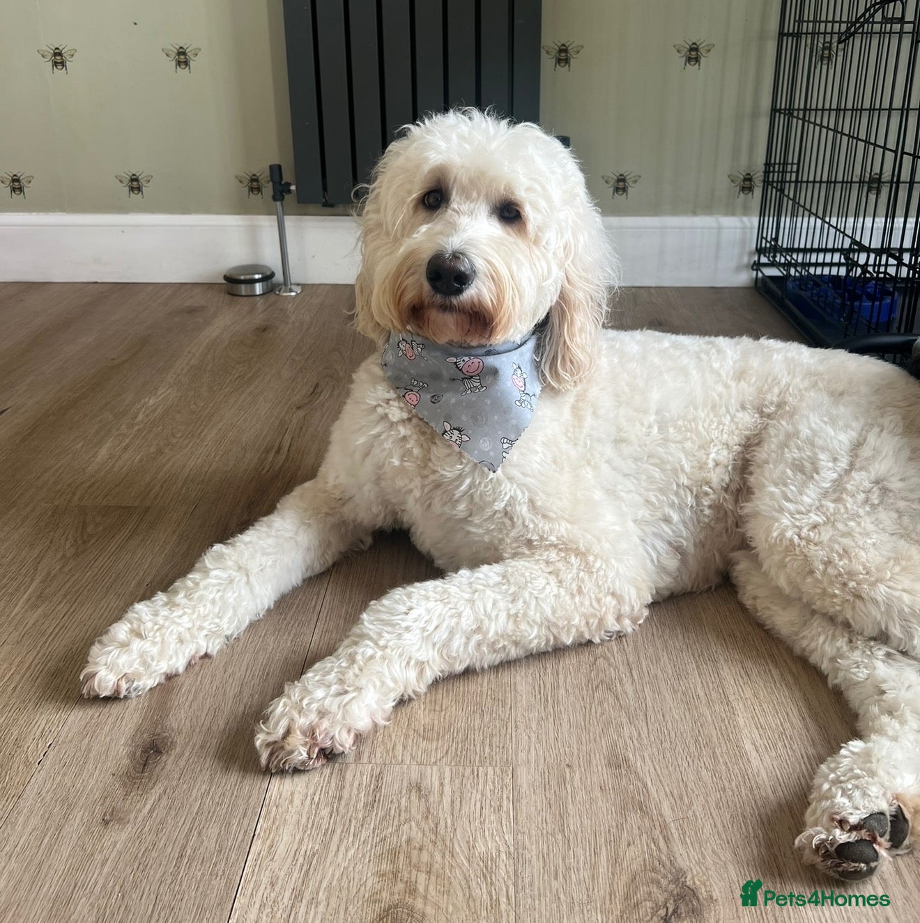 Double Doodle dogs Standard Double Doodle Puppies Due November🤎🐾 - Advert 5