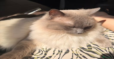 Ragdoll cats in Colchester - Advert 15