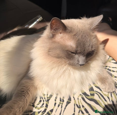 Ragdoll cats in Colchester - Advert 12