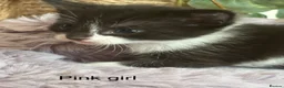 Mixed Breed cats for sale: Fluffy black and white kittens  - Advert 9