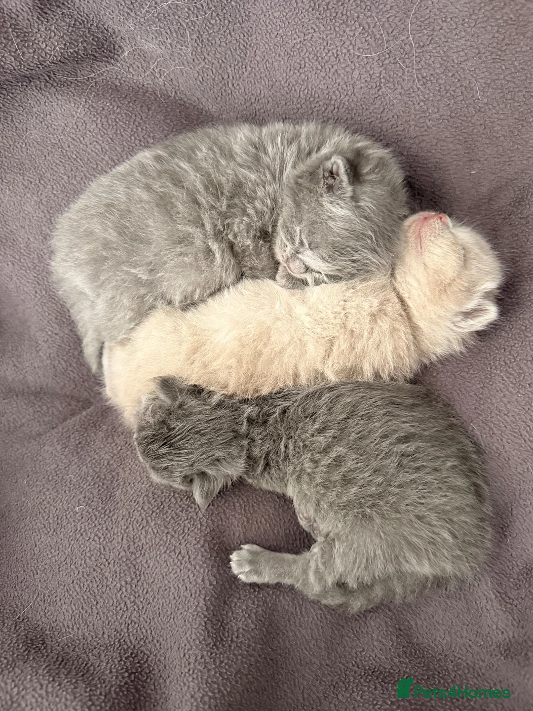 Ragdoll cats for sale: British short hair x Ragdoll kittens  - Advert 1