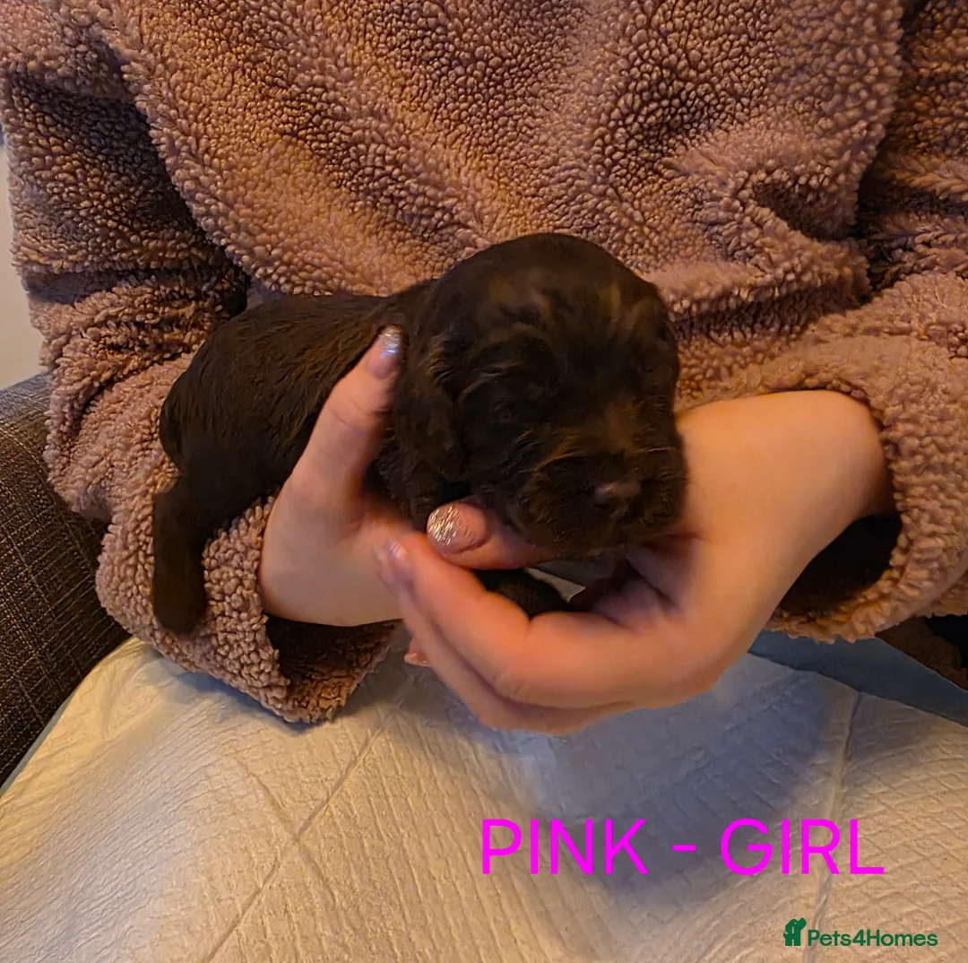 Cockapoo dogs for sale: Cockapoo Puppies  - Advert 8