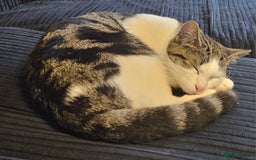 British Shorthair cats for sale: Cat ready for new home - Image 3