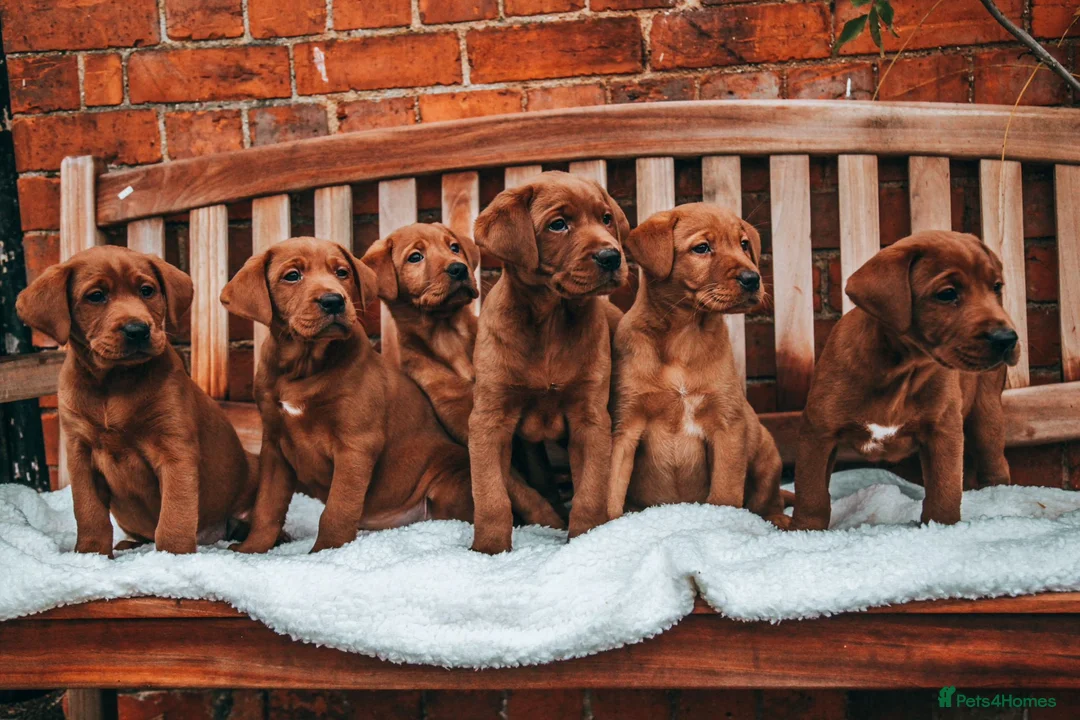 Labrador Retriever dogs for stud: AGLABS ICON - HEALTH TESTED DARKEST FOX RED in Grantham - Advert 13