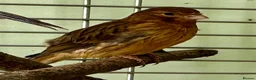 Canaries birds for sale: Four Canary Chicks - Advert 1