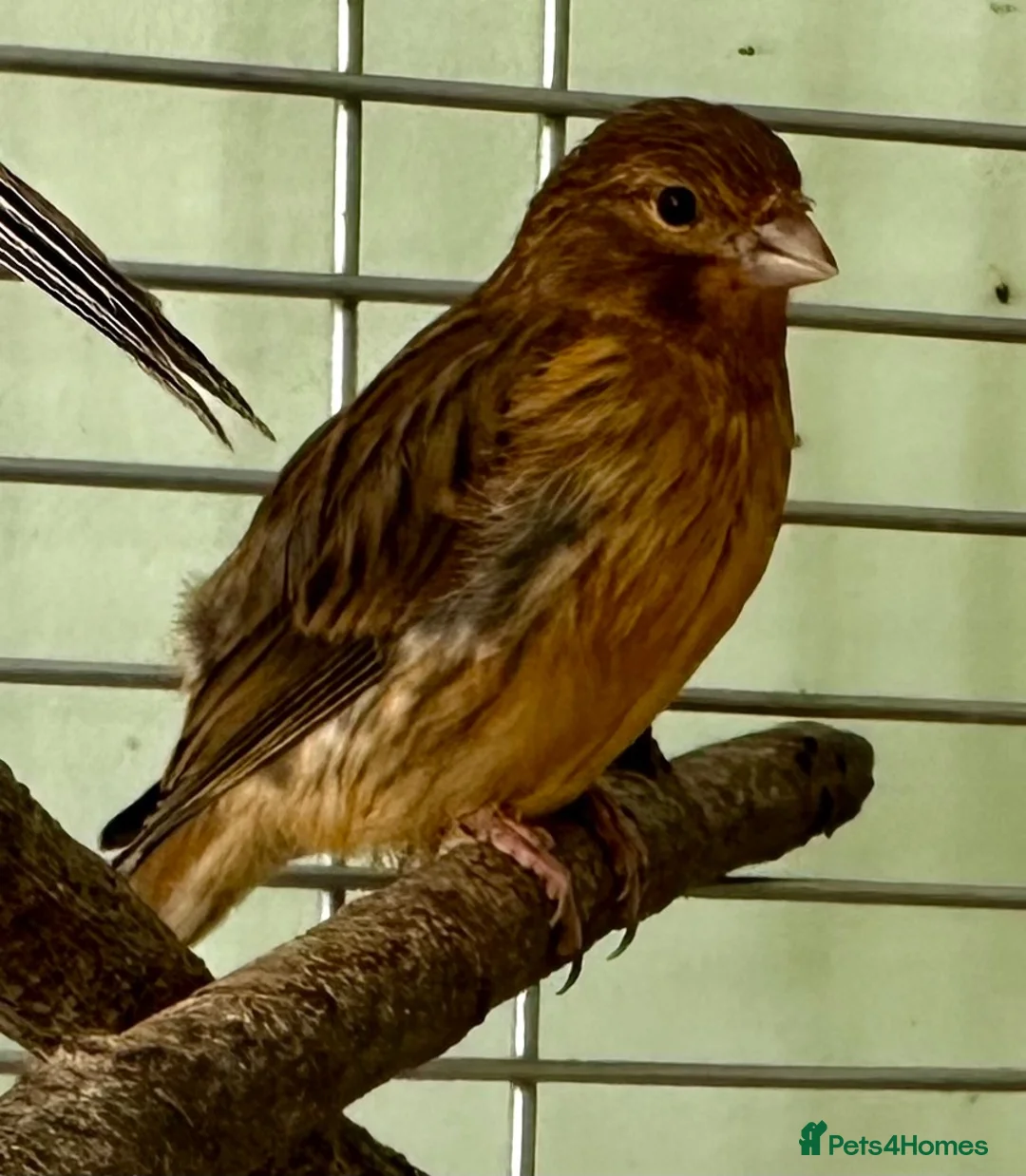 Canaries birds for sale: Four Canary Chicks - Advert 1