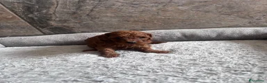 Cavapoo Puppy 3