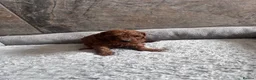 Cavapoo dogs for sale: Toy cavapoo puppies - Advert 6