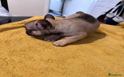French Bulldog dogs for sale: pupis - Image 9