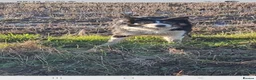 Border Collie dogs for sale: Working collie pups in Market Rasen - Advert 4