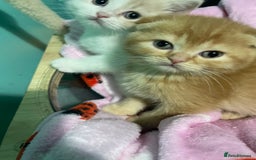 Scottish Fold cats for sale: Scottish fold - Advert 5