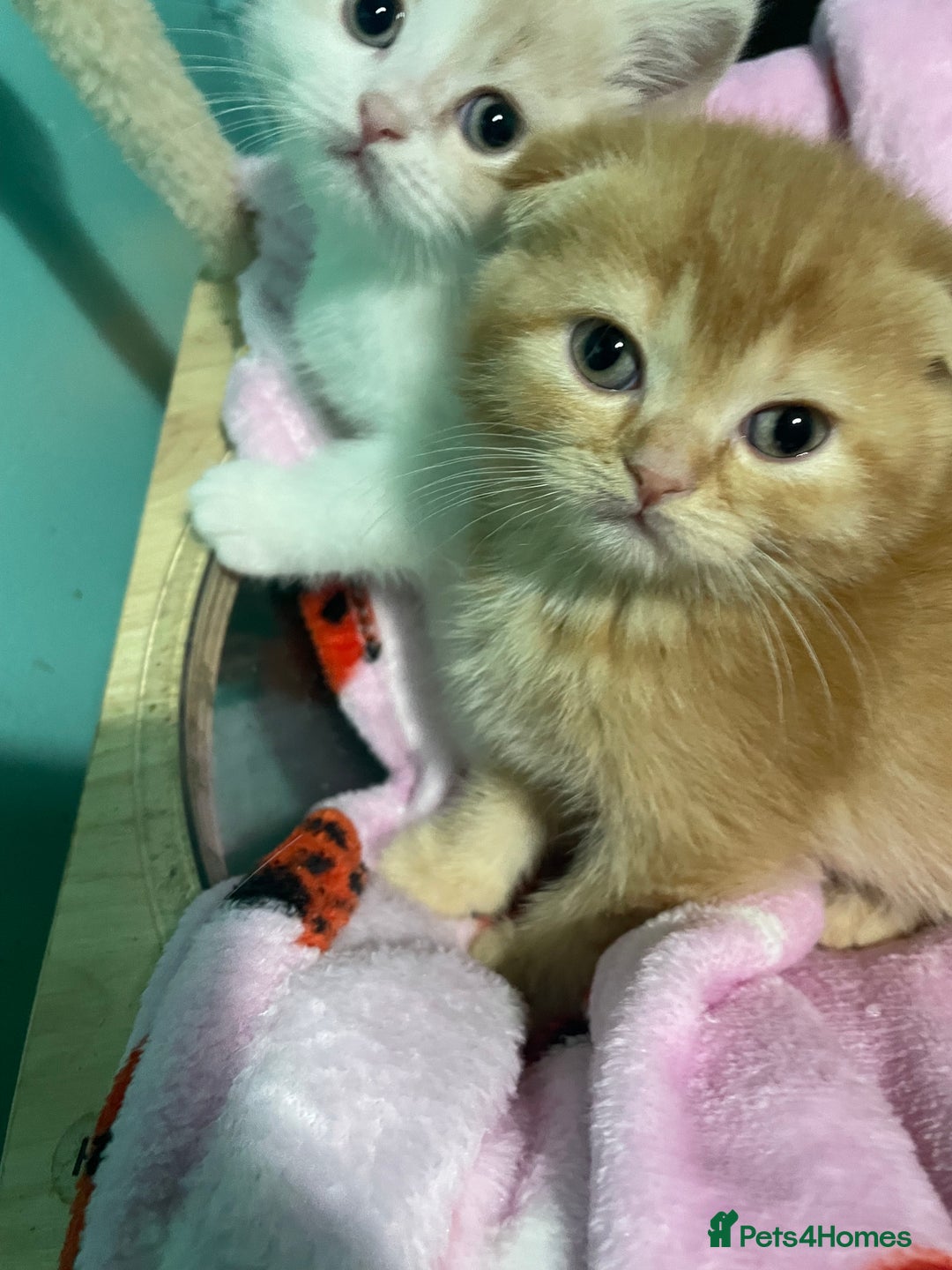 Scottish Fold cats for sale: Scottish fold - Advert 5