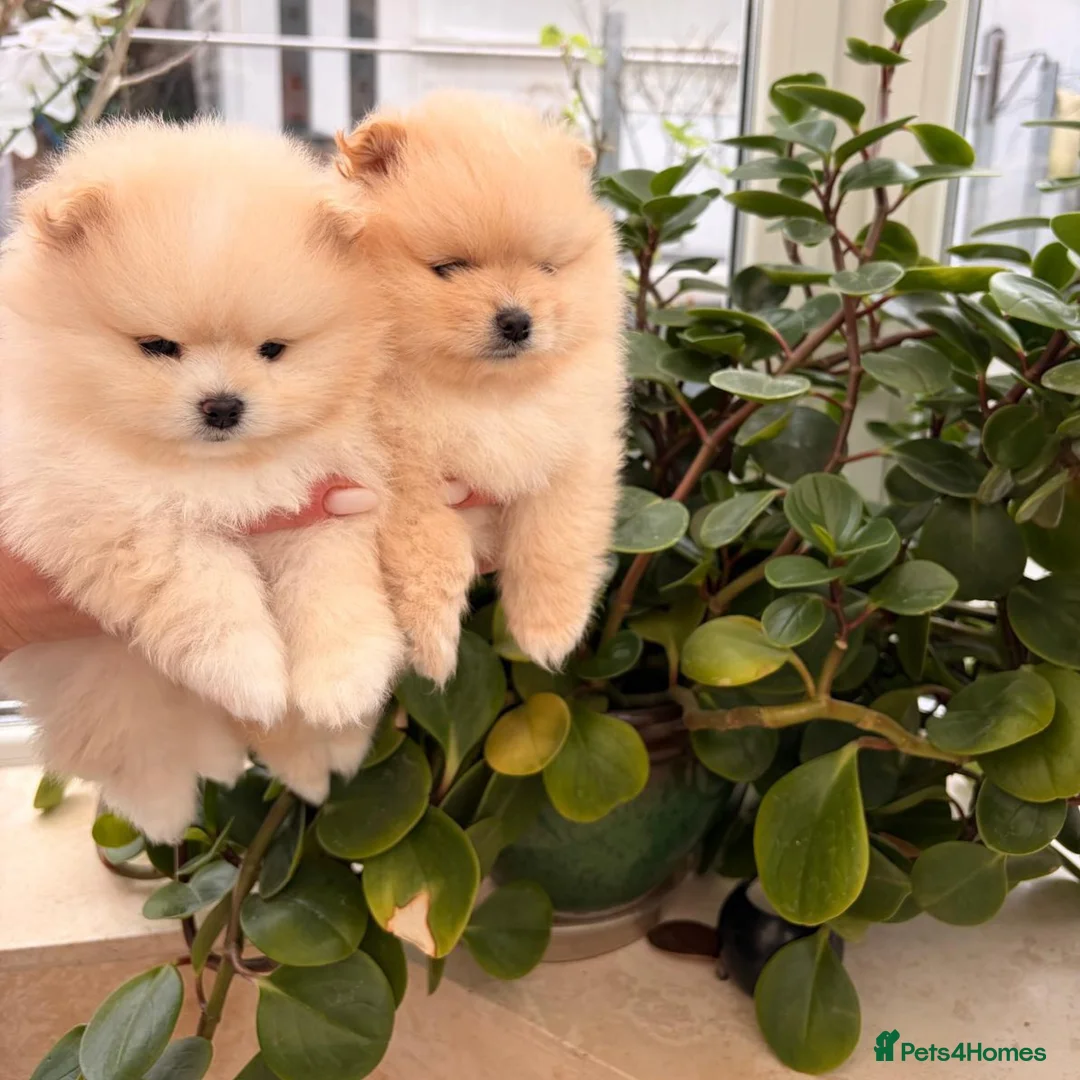 Pomeranian dogs for sale: Stunning cream Teddy purebreed Russian/Ukrainian🌟 - Advert 4