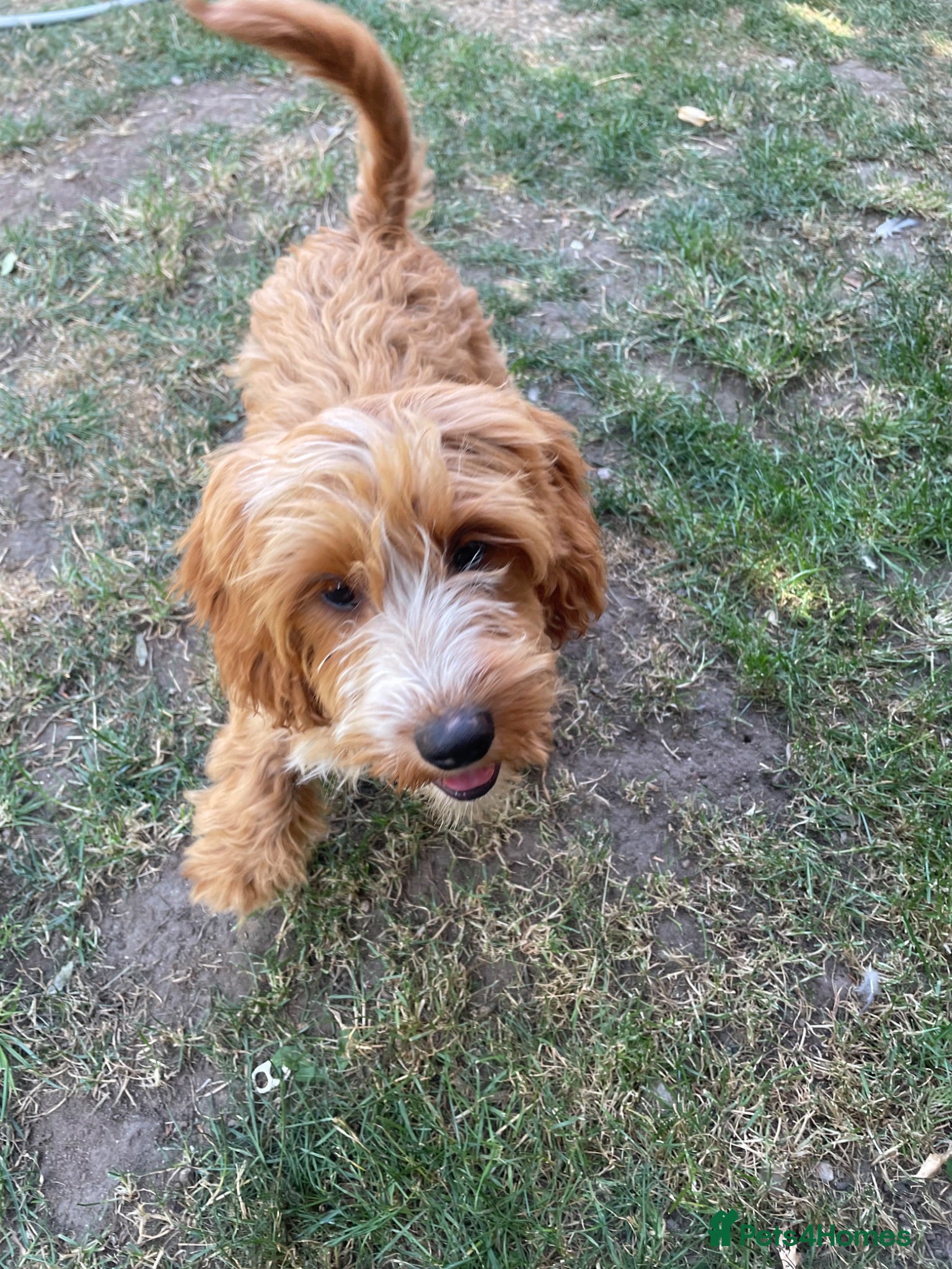 Cockapoo dogs Miniature f1 male puppy  - Advert 2