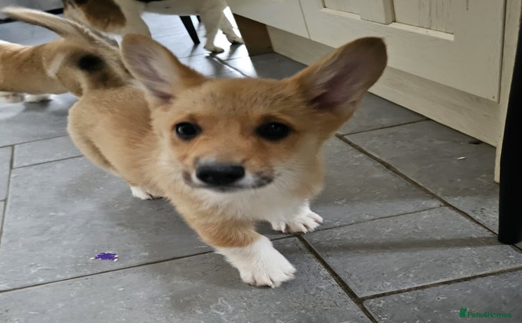Welsh Corgi Pembroke dogs - Advert 1