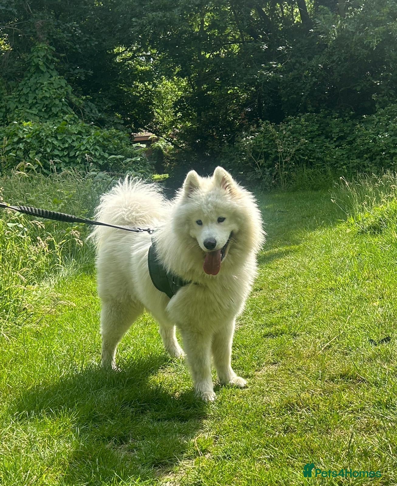 Samoyed dogs Lovely 2 year old boy  - Advert 4