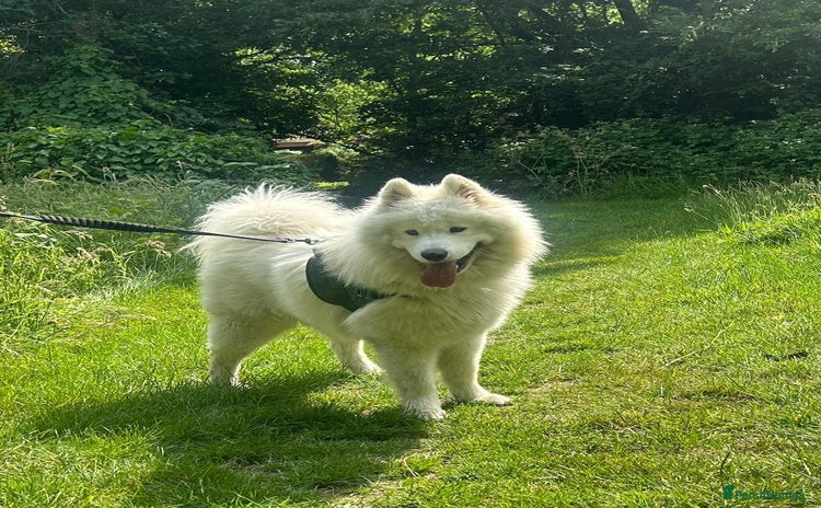 Samoyed dogs - Advert 1